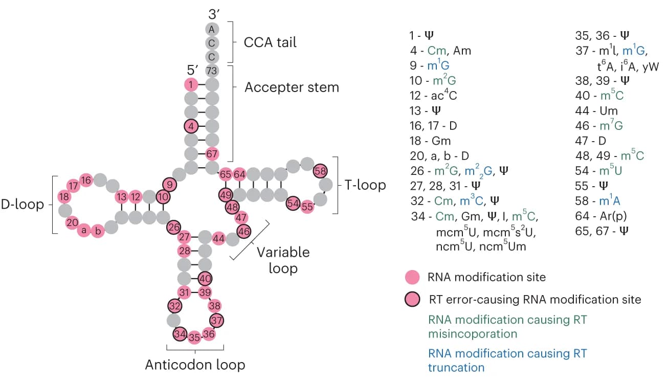 Open access visualization of Illustration, S. cerevisiae, Cytoplasmic tRNA, RNA modification, Nucleotide