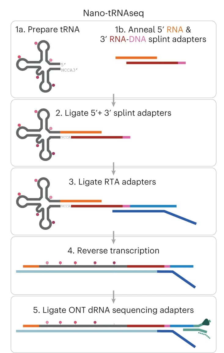 Open access visualization of Workflow, Illustration, tRNA library preparation, Nano-tRNAseq