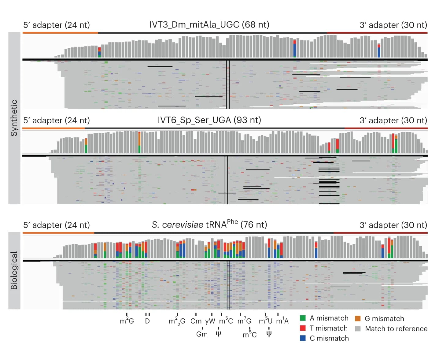 Open access visualization of Bar Plot, IGV snapshots, Nano-tRNAseq, IVT tRNA, Biological tRNA