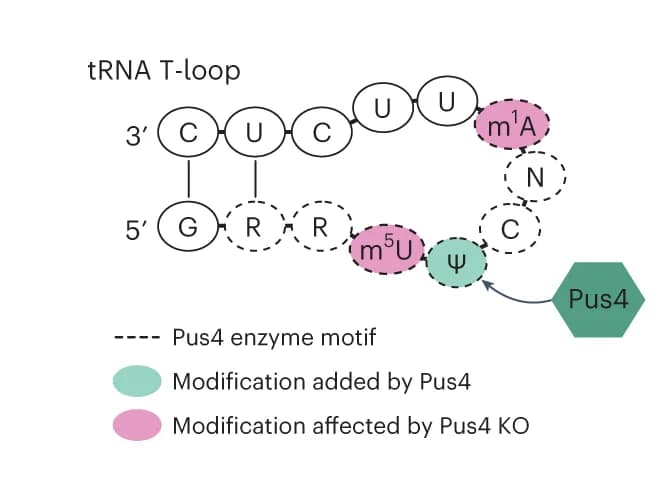 Open access visualization of Illustration, Schematic, tRNA T-Loop, Pus4 Enzyme, Pus4 Binding Motif