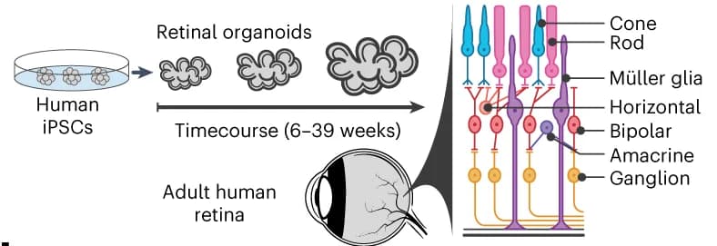 Open access visualization of Workflow, Illustration, Retinal Organoid, Adult Retina, Cell Type Organization
