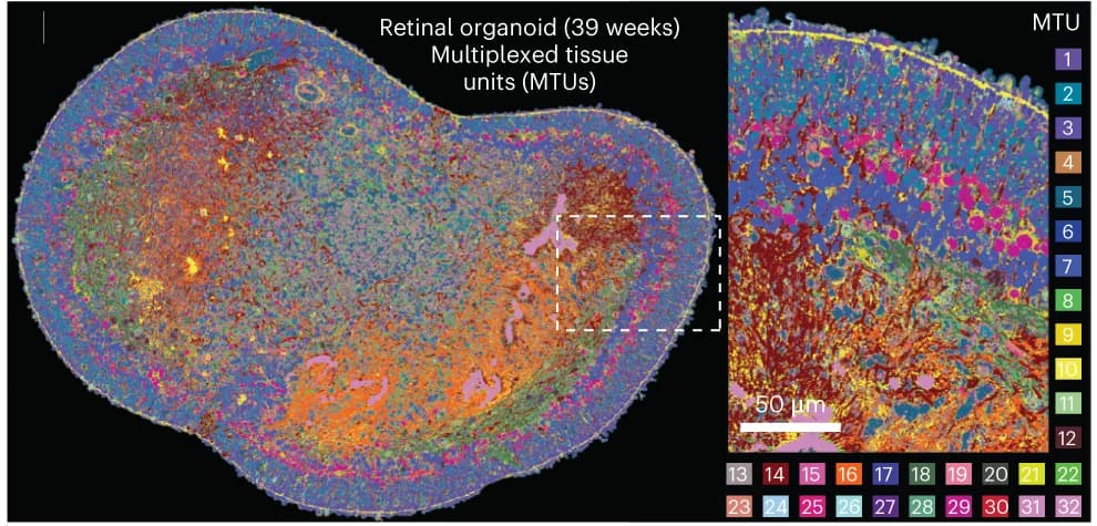 Open access visualization of Microscopy, MTU, Tissue Structure, Image Quality, Biological Structures