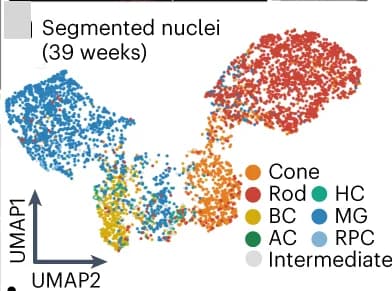 Open access visualization of UMAP, Nuclei, Protein Features, Retinal Ganglion Cells, Horizontal Cells