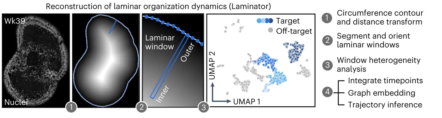 Open access visualization of Microscopy, Scatter Plot, UMAP, Illustration, Laminar Window Segmentation