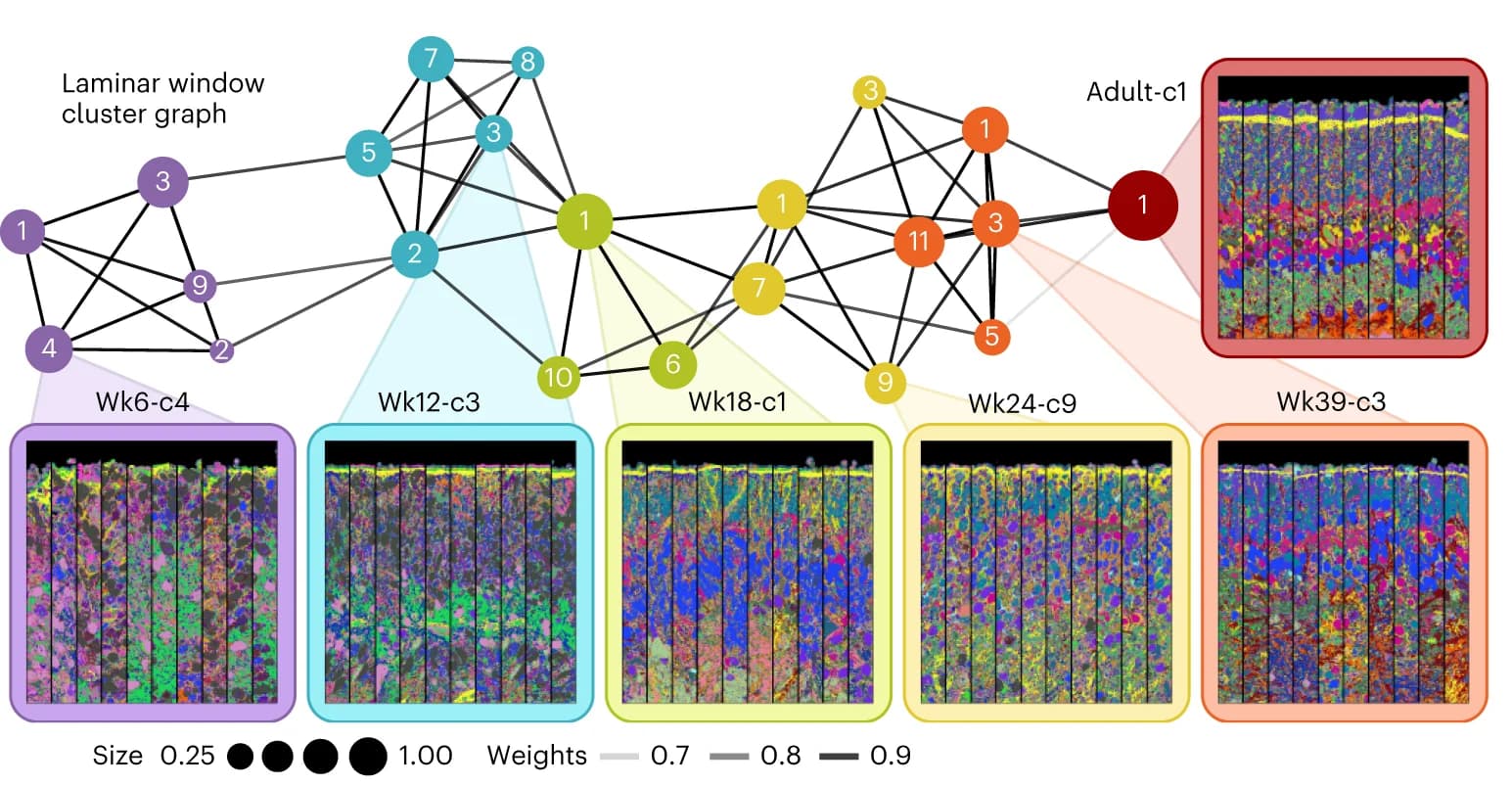 Open access visualization of Network, Pathway, Microscopy, Graph Embedding, Laminar Window Clusters