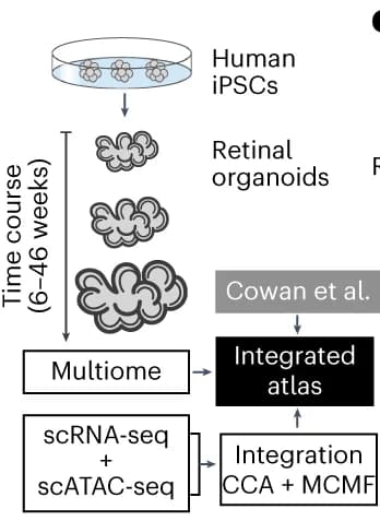 Open access visualization of Workflow, Flowchart, Illustration, scRNA-seq, scATAC-seq
