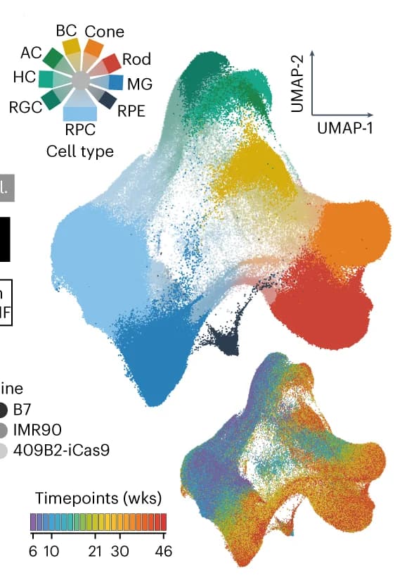 Open access visualization of UMAP, Pie Chart, Scatter Plot, Metacell, Cell Type