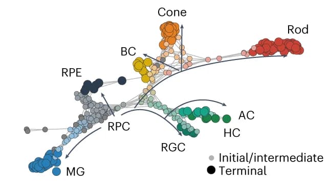 Open access visualization of Network, Pathway, Force-Directed Layout, Cluster, RNA