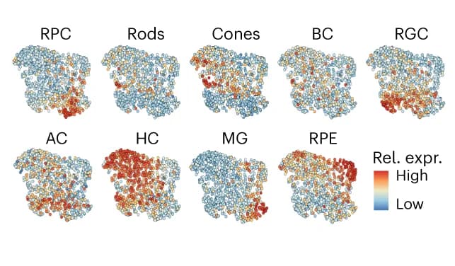 Open access visualization of Scatter Plot, UMAP, TF Network, Transcription Factors, Gene Expression