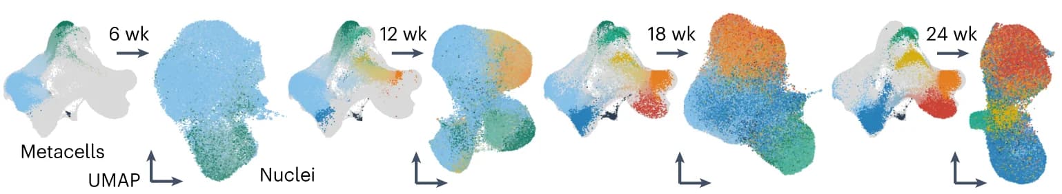 Open access visualization of Scatter Plot, UMAP, Multimodal Integration, Metacell, Nuclei