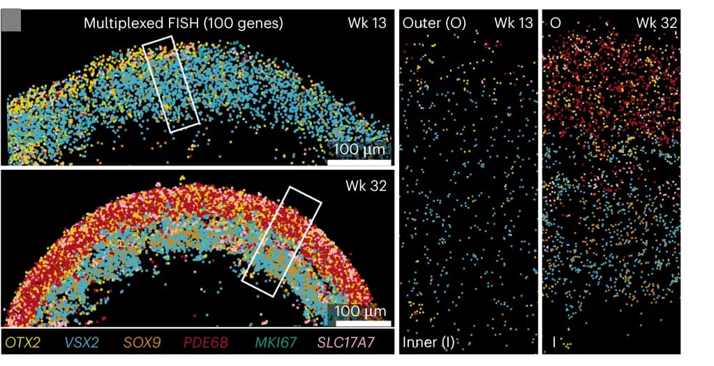 Open access visualization of Scatter Plot, RNA FISH, Retinal organoid, Cryosections, Six-transcript overlay