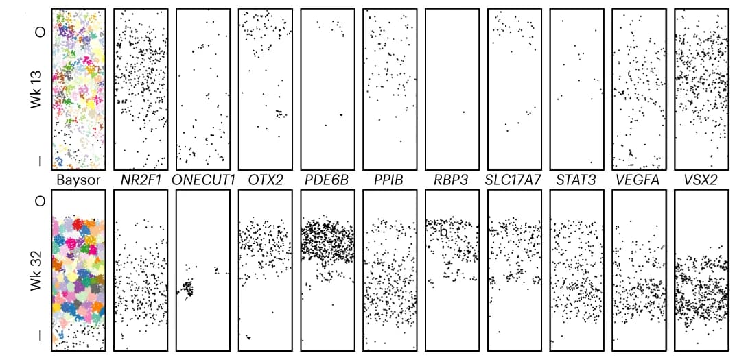 Open access visualization of Scatter Plot, Transcript detection, Organoid, Baysor segmentation