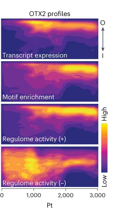 Open access visualization of Heatmap, Heat Map, OTX2, Transcript Expression, Motif Enrichment