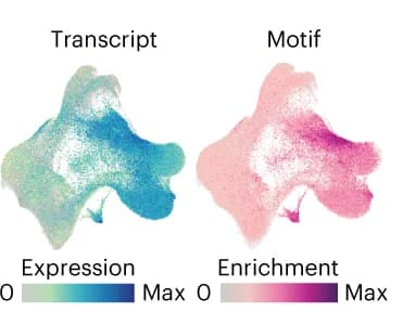 Open access visualization of Scatter Plot, UMAP, Metacell Plot, OTX2, Transcriptome