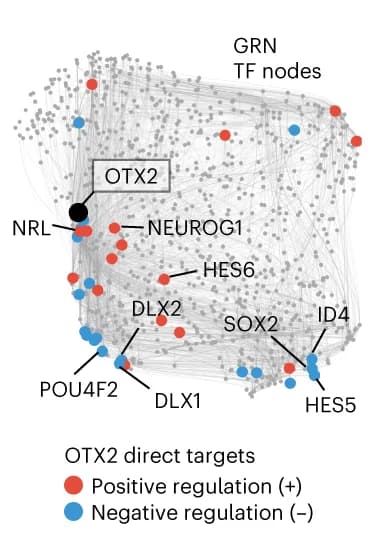 Open access visualization of Network, Pathway, TF GRN, OTX2, Regulon