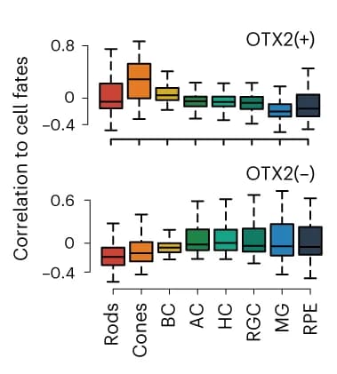 Open access visualization of Box Plot, Box Plots, OTX2, GRN, Retinal Cell Fates
