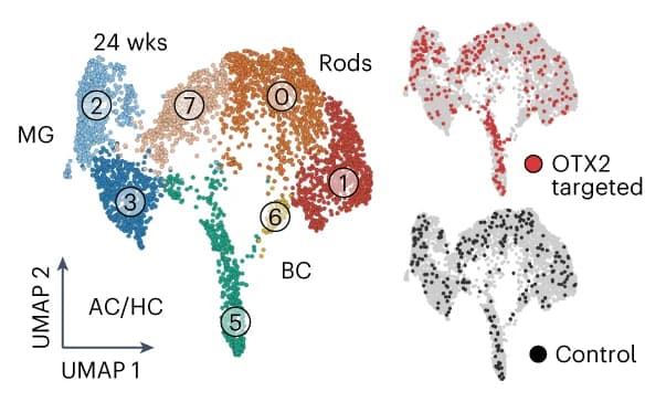 Open access visualization of UMAP, Scatter Plot, UMAP Projection, Cell Type, OTX2