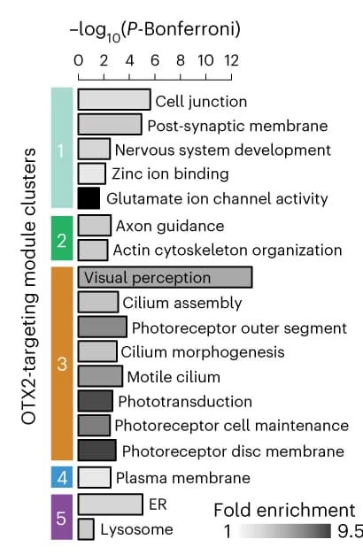Open access visualization of Bar Plot, GO Enrichments, OTX2 LOF