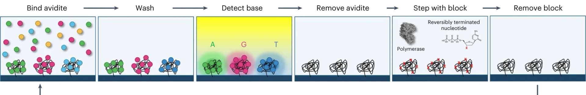 Open access visualization of Workflow, Illustration, DNA Polonies, Avidity, Polymerase