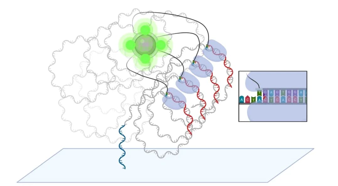 Open access visualization of Illustration, Chemical Structure, DNA Polony, Avidite, Polymerase