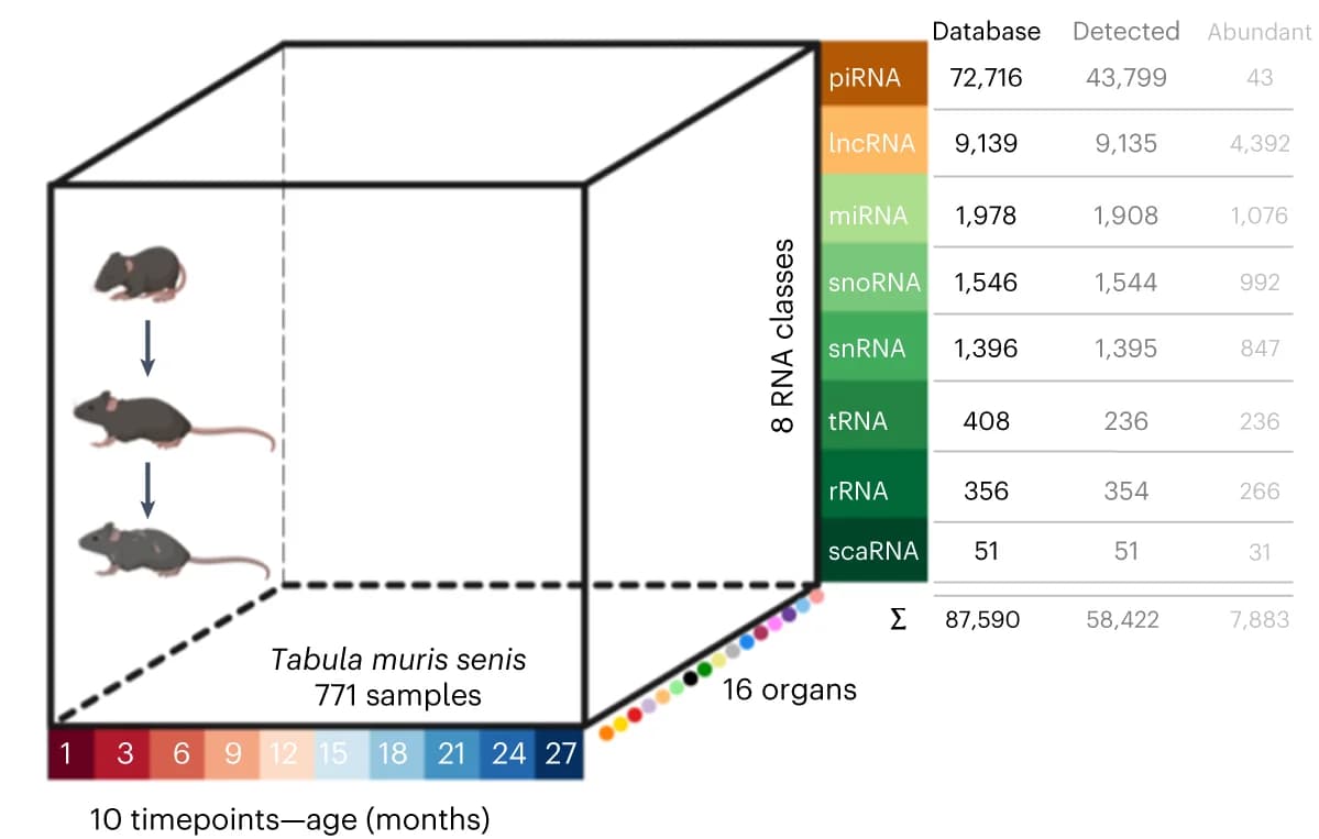 Open access visualization of Illustration, Table Image, Aging, TMS Cohort, Mouse Samples