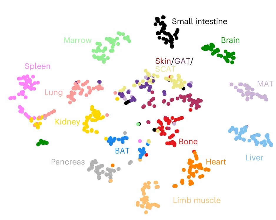 Open access visualization of Scatter Plot, UMAP, PCA, t-SNE, TMS Cohort
