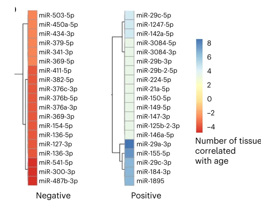 Open access visualization of Heatmap, Clustered, miRNAs, Age, Tissues