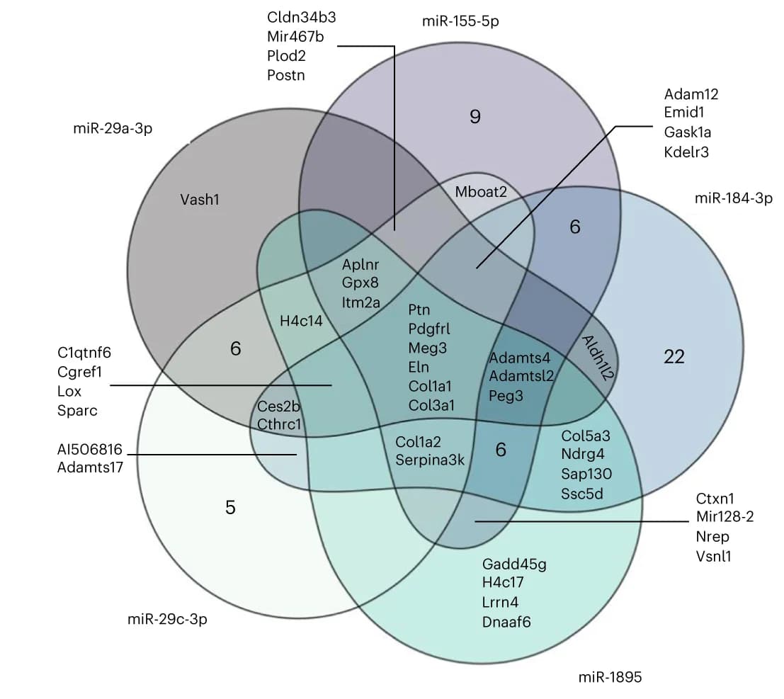 Open access visualization of Venn Diagram, Target Transcripts, miRNAs, Aging