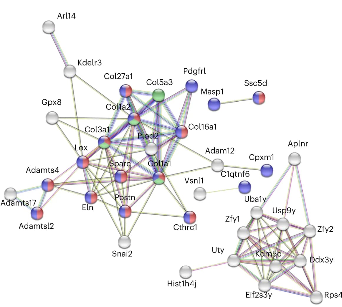 Open access visualization of Network, Pathway, STRING Network, Proteins, Target Transcripts