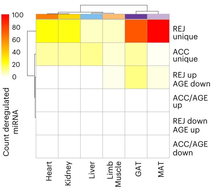 Open access visualization of Heatmap, Clustered, miRNAs, Parabiosis, Tissues