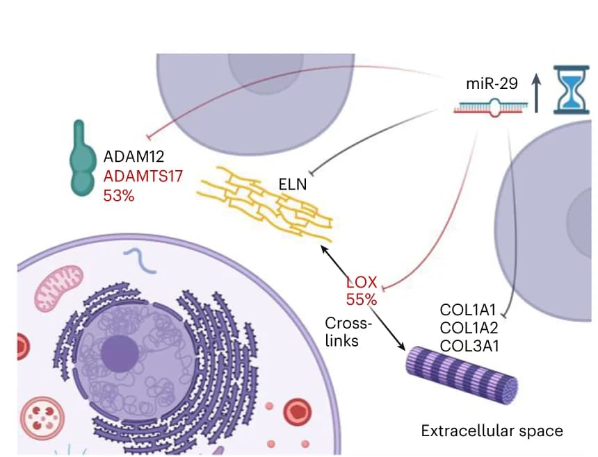 Open access visualization of Illustration, miR-29 Family, Cellular Location, Proteins, ECM