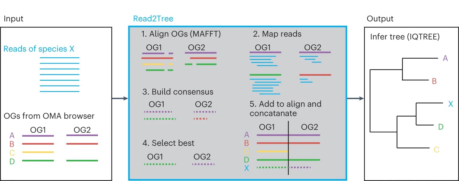 Open access visualization of Workflow, Flowchart, Bioinformatics Pipeline, Read Mapping, Phylogenetic Analysis