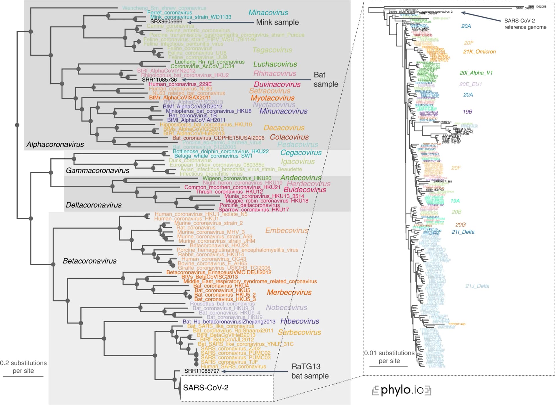 Open access visualization of Network, Pathway, Phylogenetic Tree, SARS-CoV-2, Variants of Concern