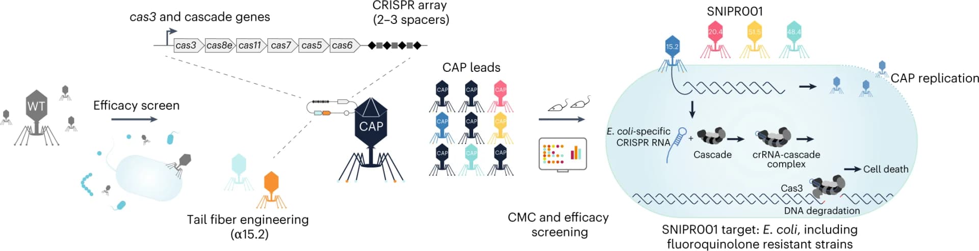 Open access visualization of Workflow, Flowchart, Phages, E. coli, CRISPR-Cas systems