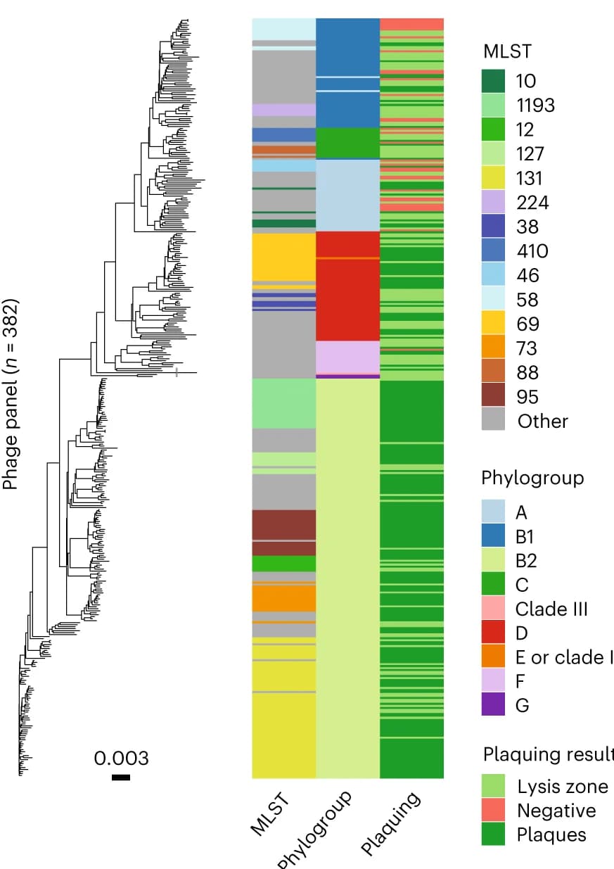 Open access visualization of Stacked Bar Plot, Phylogenetic Tree, E. Coli Strains, MLSTs, Plaquing Data