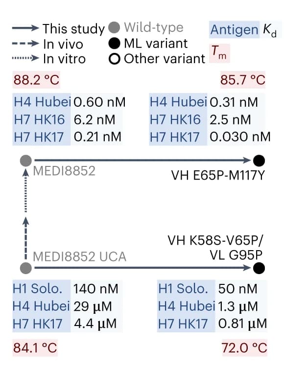 Open access visualization of Workflow, Flowchart, Phylogenetic Tree, Antibody, Evolutionary Trajectory