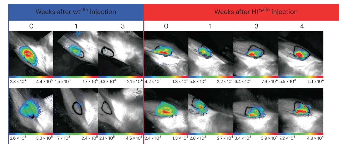 Open access visualization of Microscopy, Photo, BLI Images, BLI Signals, Rhesus Macaques