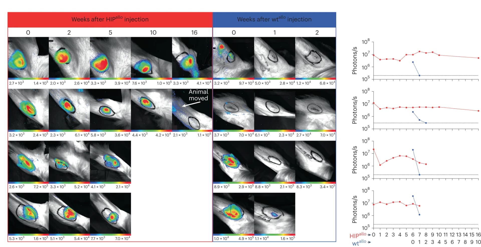 Open access visualization of Line Plot, Microscopy, Photo, BLI Images, BLI Signals