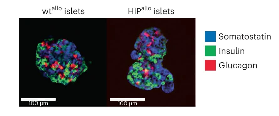 Open access visualization of Microscopy, Immunofluorescence, Islets, Rhesus Monkeys