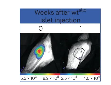 Open access visualization of Photo, Survival, Islets, Rhesus Monkeys, BLI