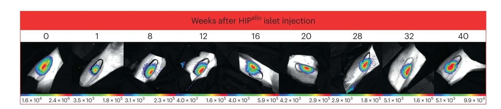Open access visualization of Microscopy, Survival, Islets, Rhesus Monkeys, BLI