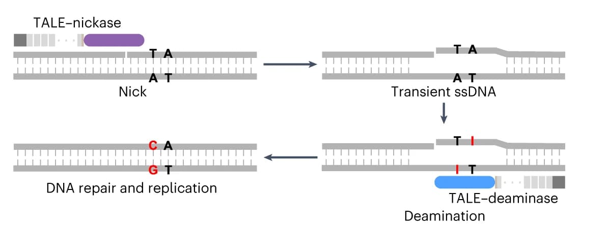 Open access visualization of Workflow, Speculative Model, Editing Efficiency, mtDNA, Nickase