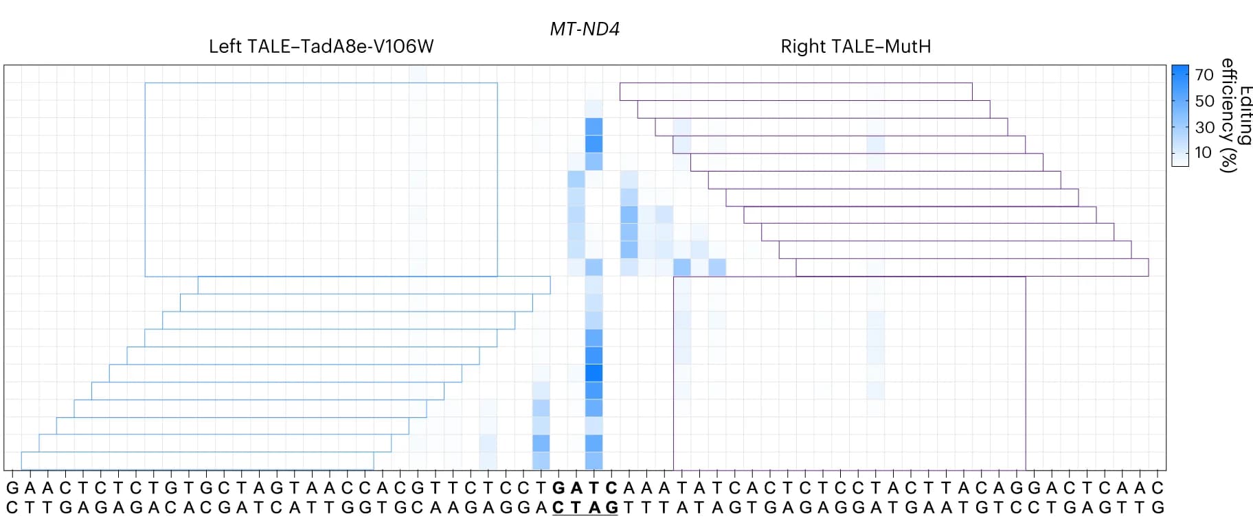 Open access visualization of Heatmap, Editing Efficiency, MitoABE MutH, MutH, TadA8e-V106W