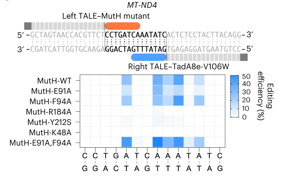 Open access visualization of Heatmap, Editing Efficiency, MutH Mutants, TadA8e-V106W, Replicates