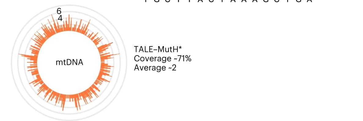 Open access visualization of Bar Plot, Histogram, Targeting Range, TALE–MutH*, Human Mitochondria