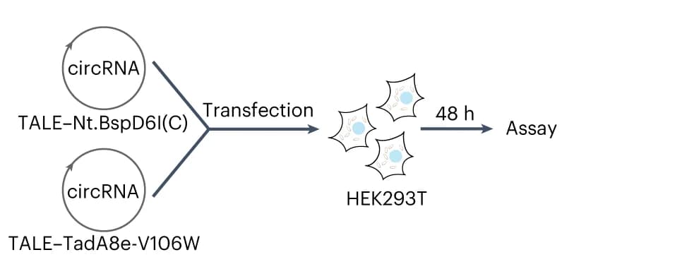 Open access visualization of Workflow, Flowchart, Illustration, circRNA, mitoABE Nt.BspD6I(C)