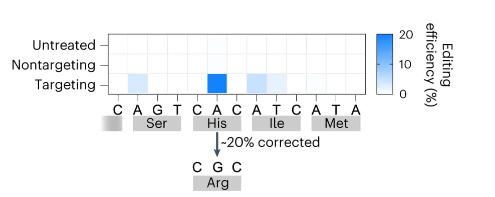 Open access visualization of Heatmap, Editing Efficiency, mitoABE Nt.BspD6I(C), 11778G>A Mutation, LHON Disease Cell