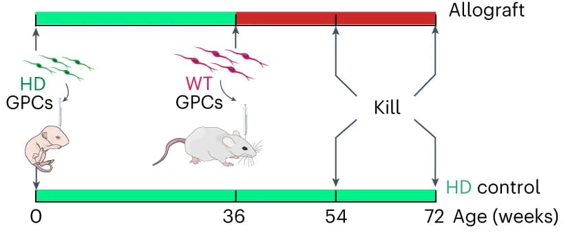Open access visualization of Workflow, Illustration, Experimental Design, Analytical Endpoints