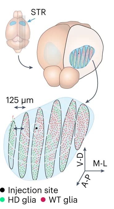 Open access visualization of Illustration, Human Glia, Striata, 3D Reconstruction