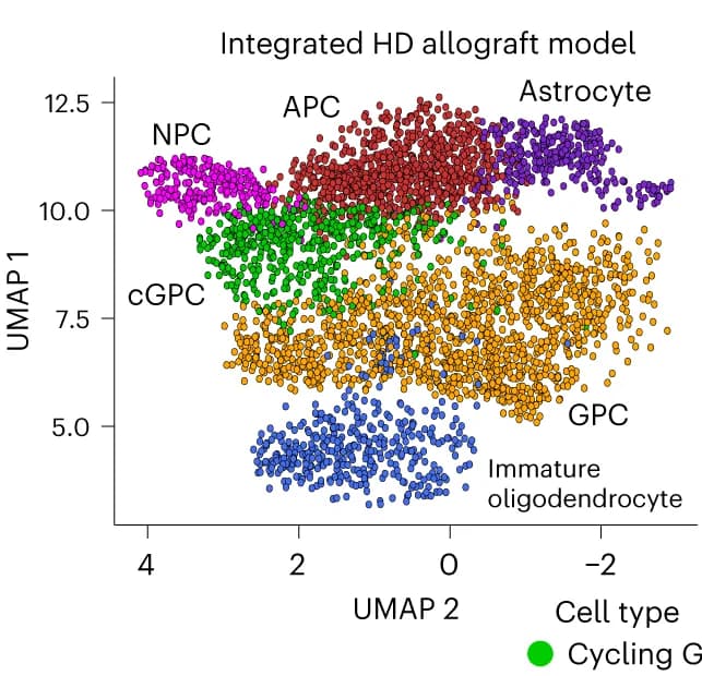 Open access visualization of Scatter Plot, UMAP, UMAP Visualization, scRNA-seq Data, Cell Populations